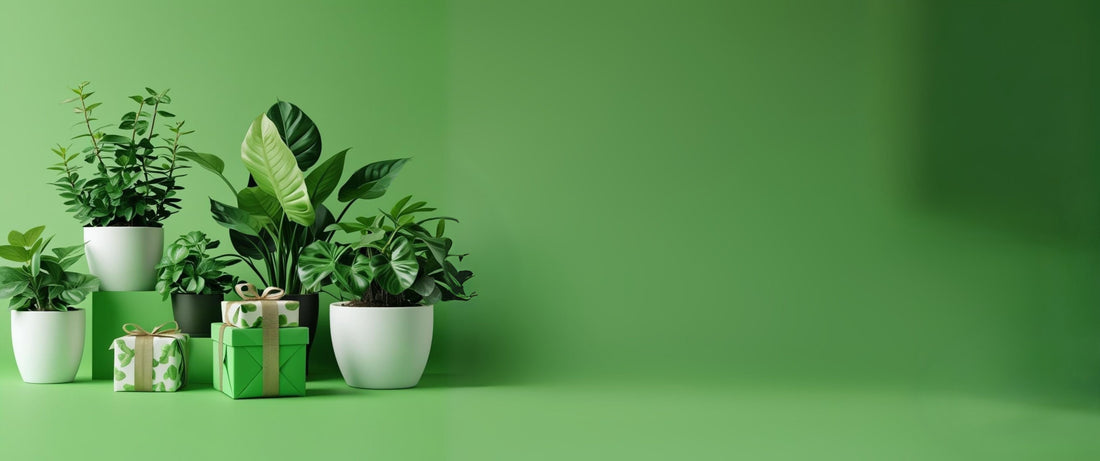 Over Ons - Forest Plants