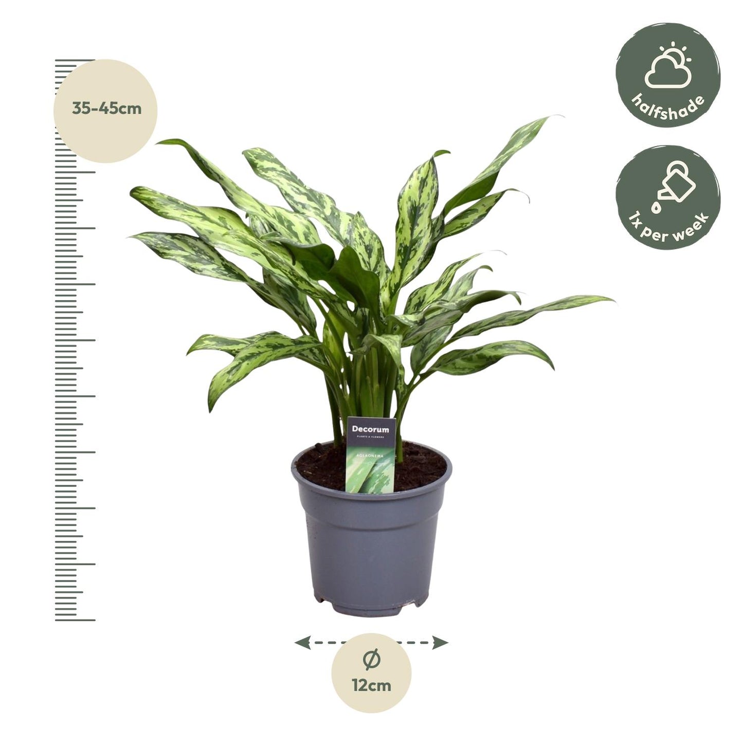 Aglaonema Juliette - 40 cm