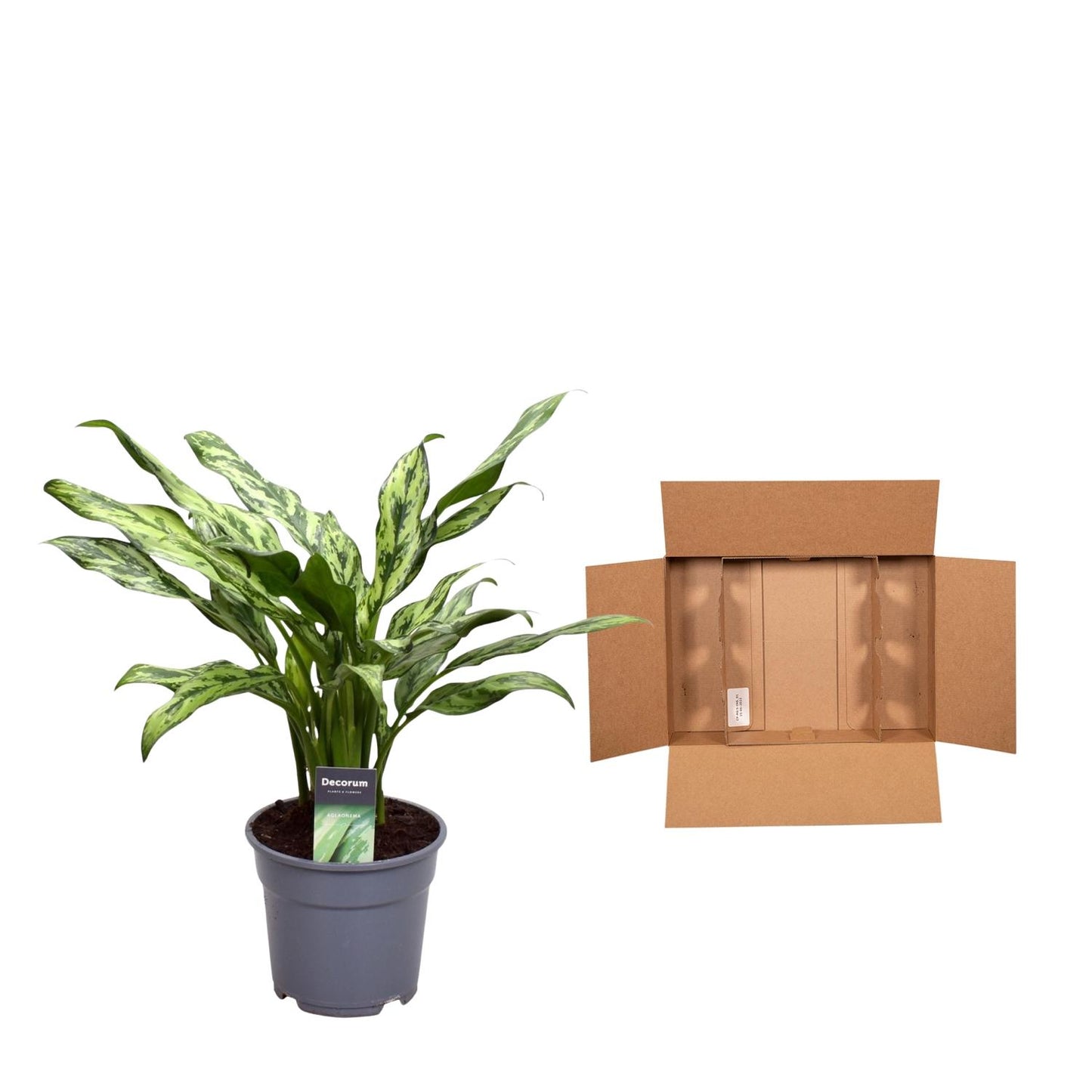 Aglaonema Juliette - 40 cm