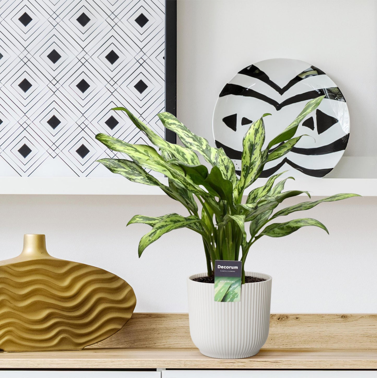 Aglaonema Juliette - 40 cm