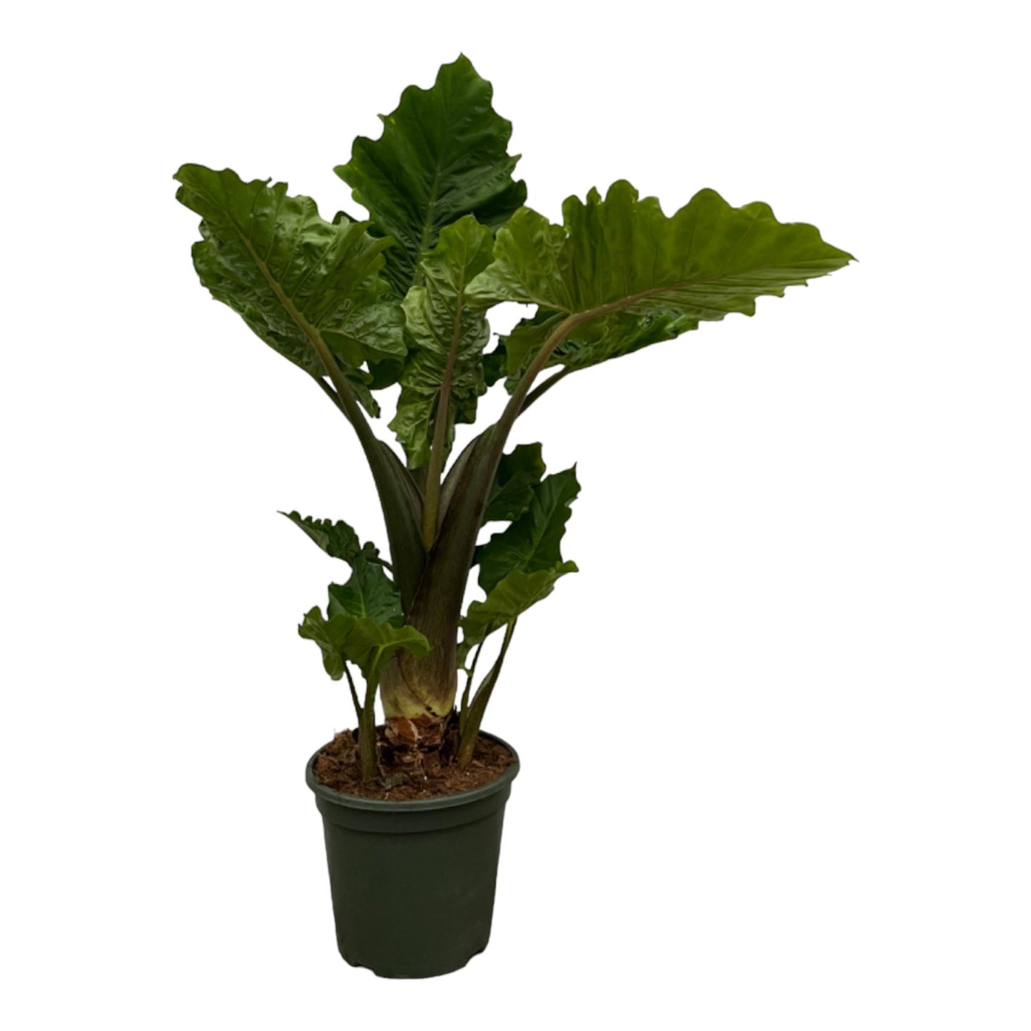 Alocasia Low Rider - 75 cm