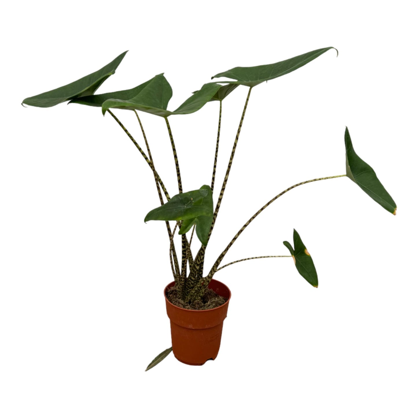 Alocasia Zebrina - 80 cm
