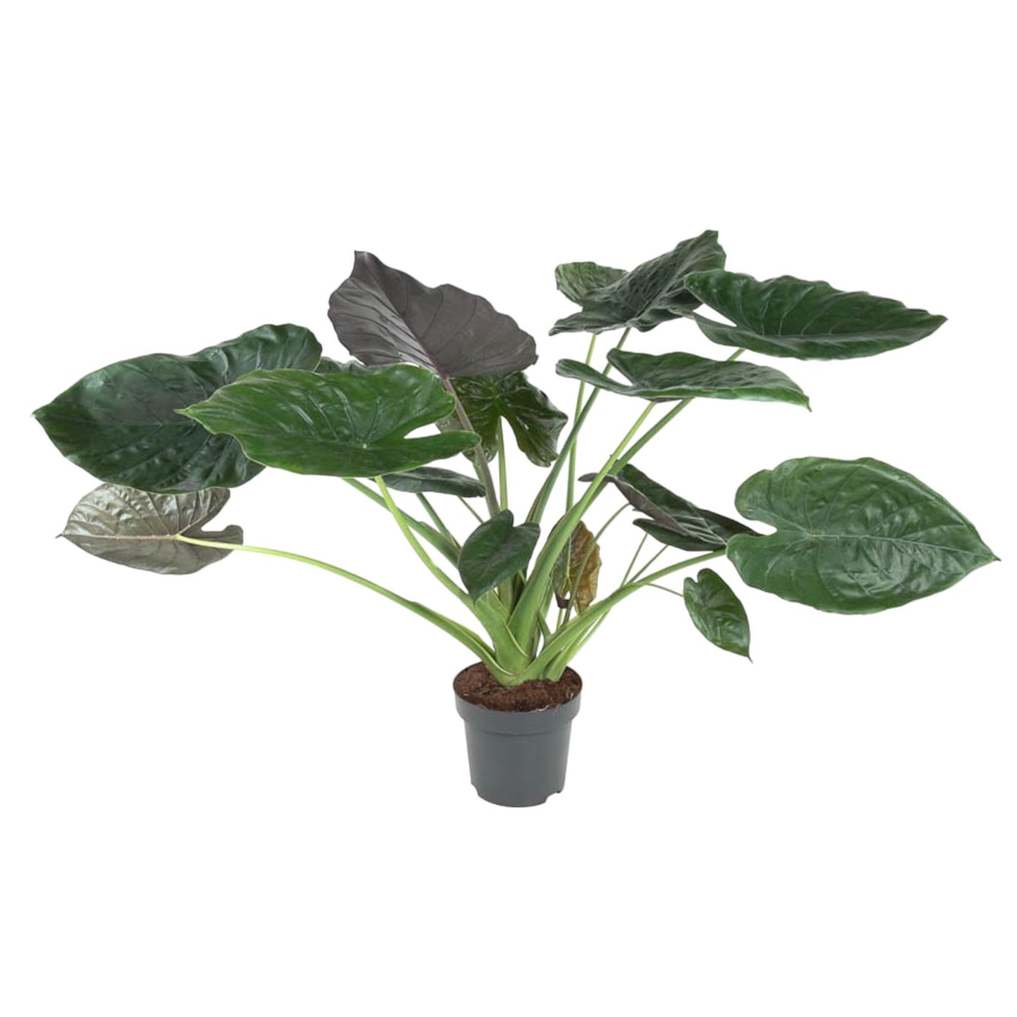 Alocasia Wentii - 120 cm - Forest Plants