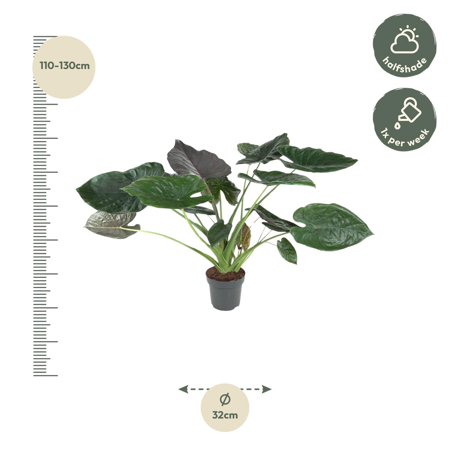 Alocasia Wentii - 120 cm - Forest Plants