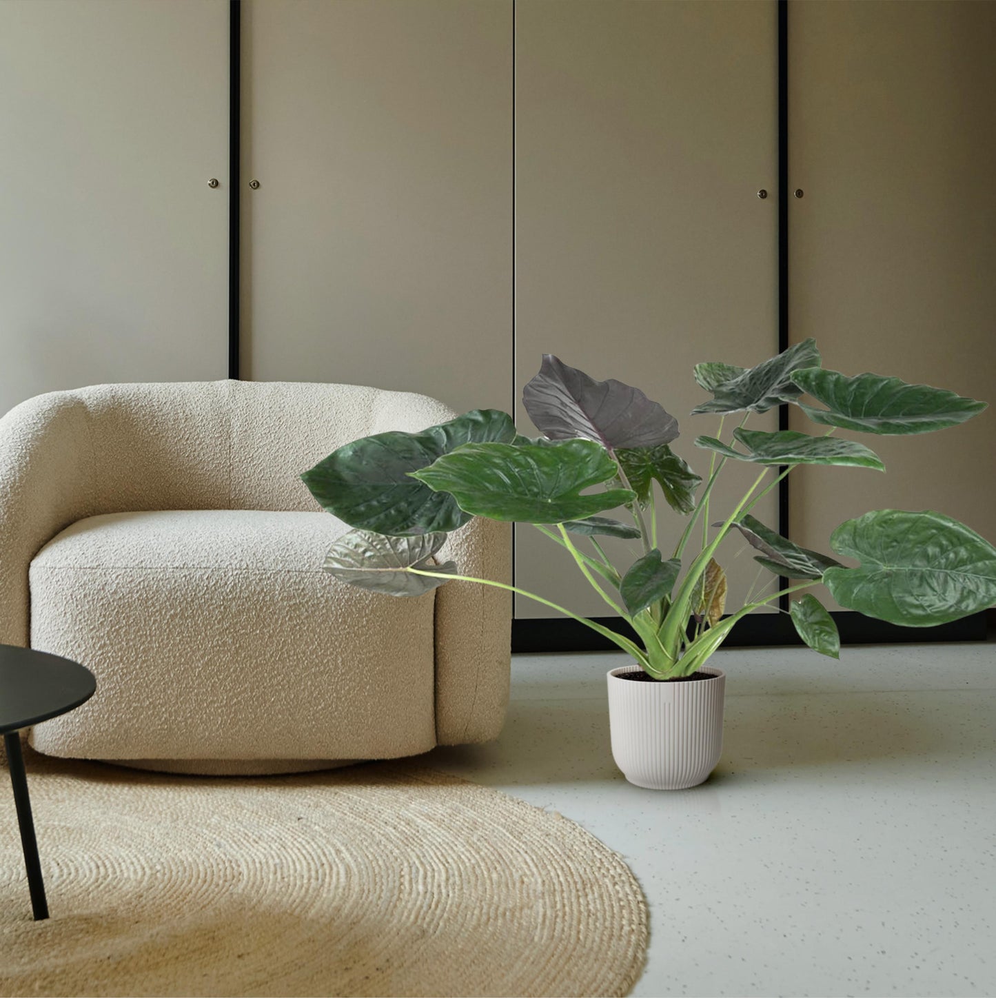 Alocasia Wentii - 120 cm - Forest Plants