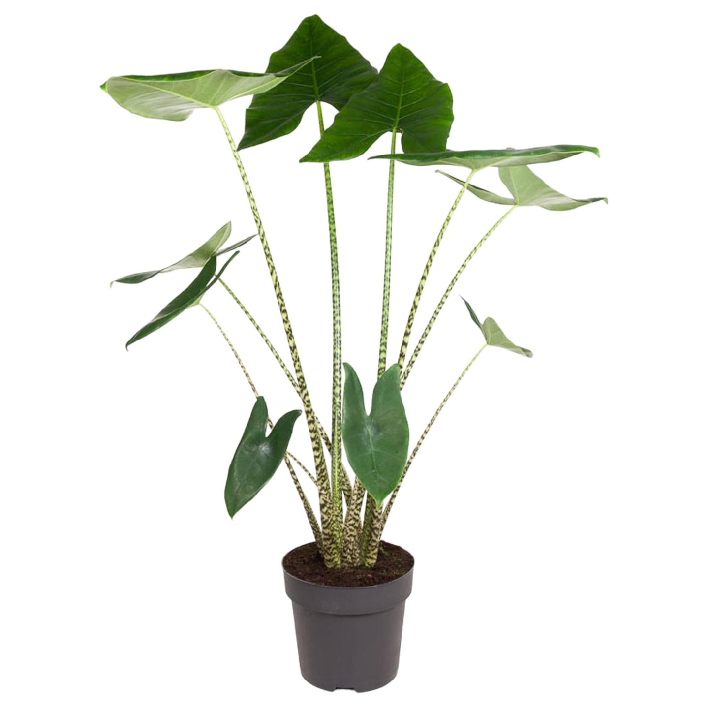 Alocasia Zebrina - 130 cm - Forest Plants