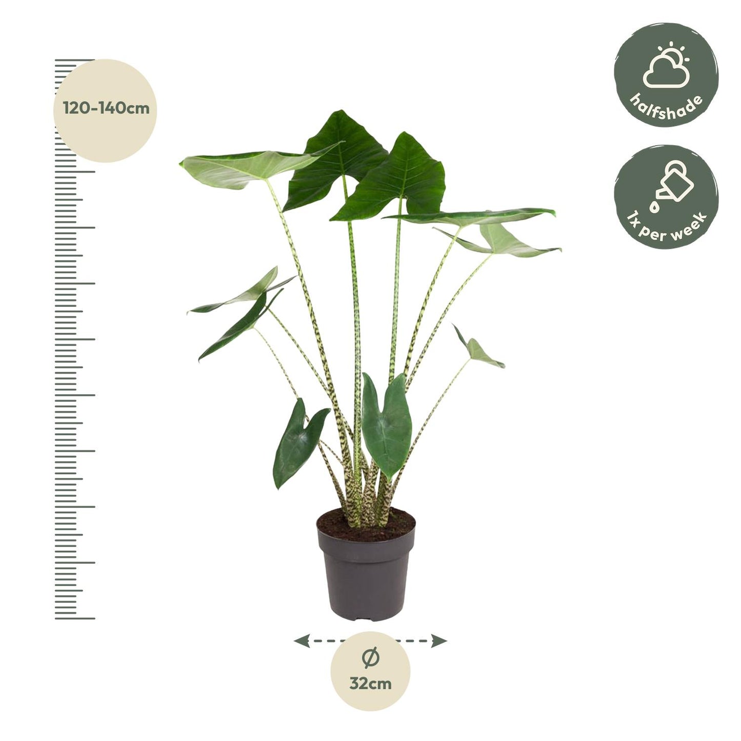 Alocasia Zebrina - 130 cm - Forest Plants