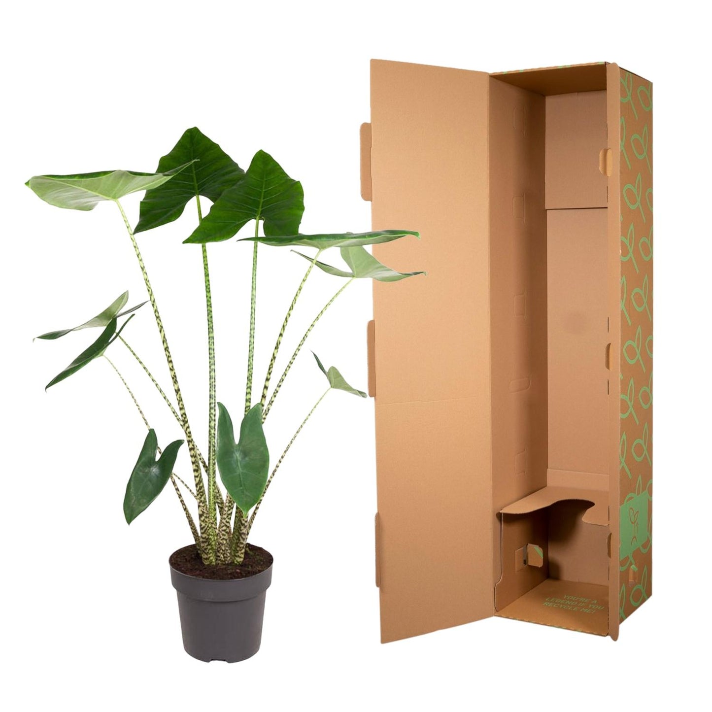 Alocasia Zebrina - 130 cm - Forest Plants