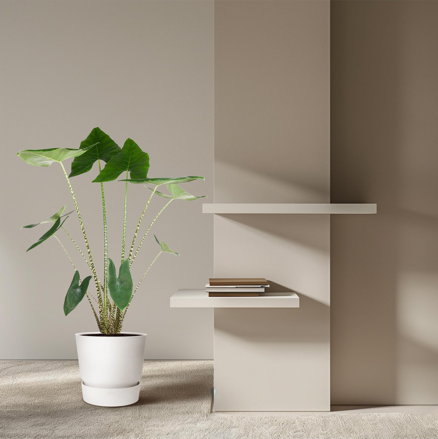 Alocasia Zebrina - 130 cm - Forest Plants