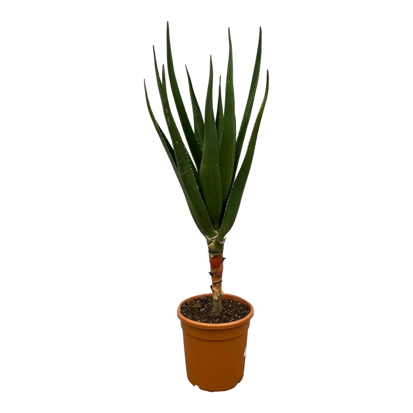 Aloë Barberae - 160 cm