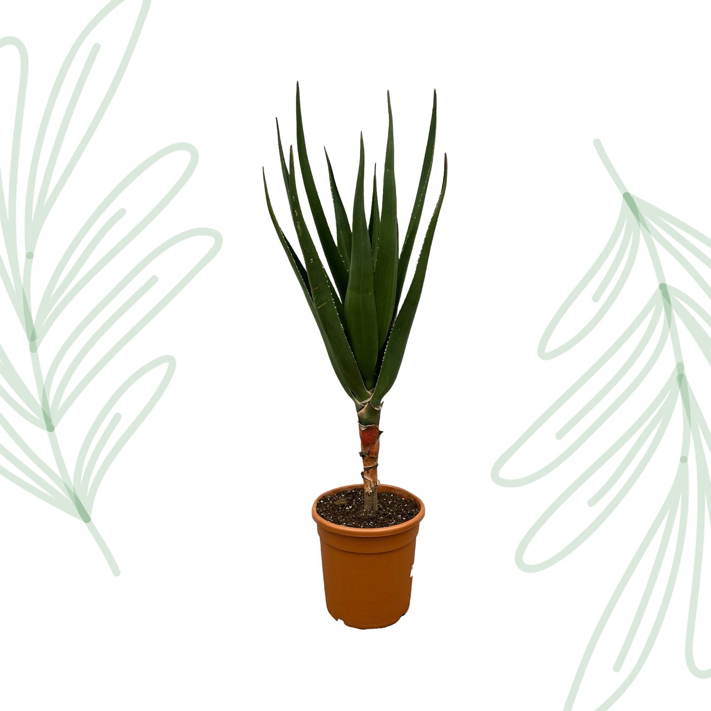 Aloë Barberae - 160 cm Forest Plants