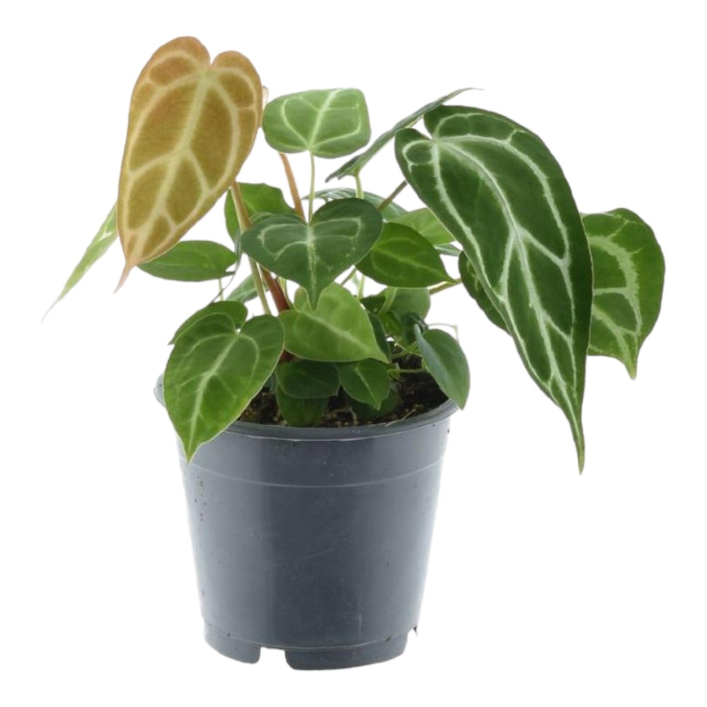 Anthurium Chrystallium - 35 cm