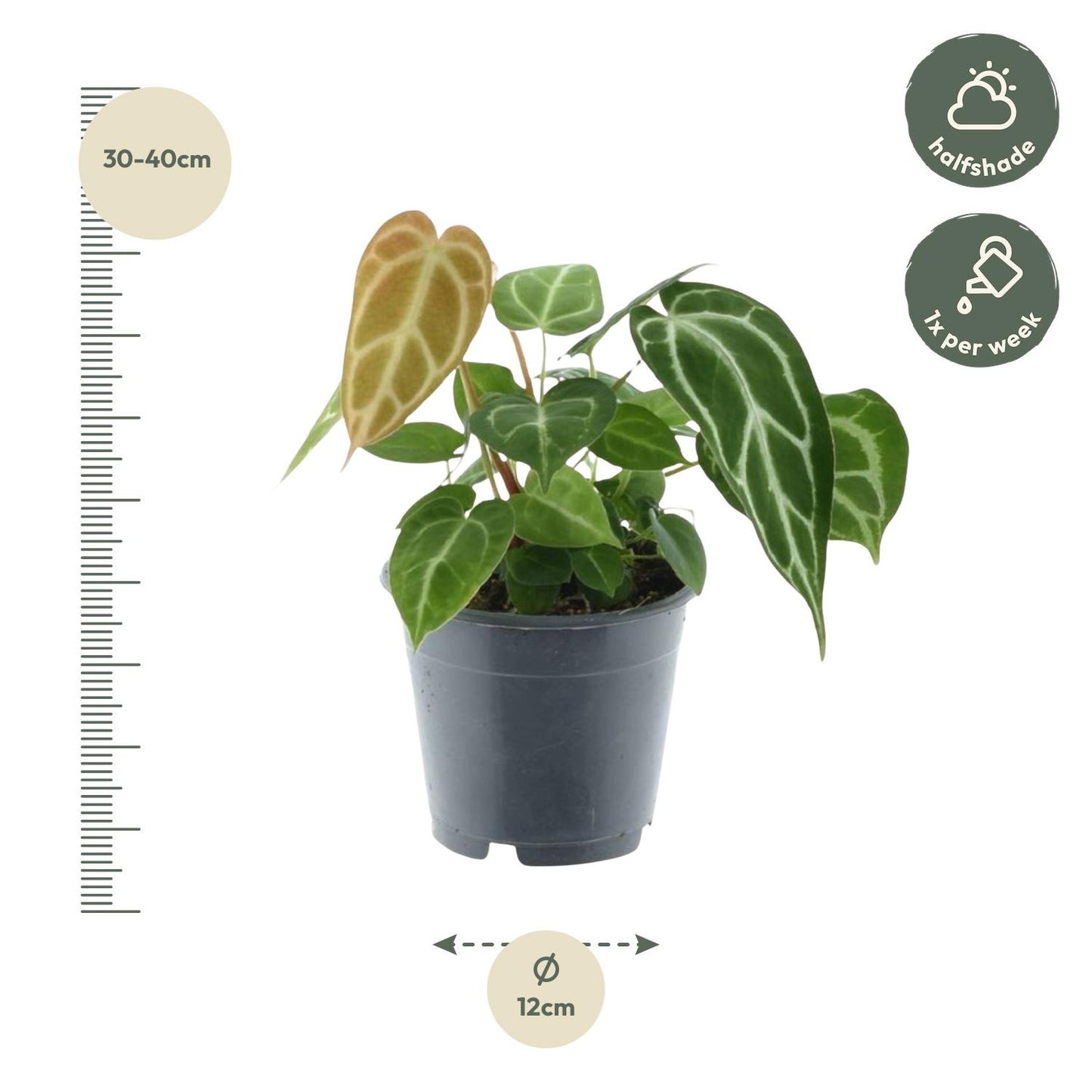 Anthurium Chrystallium - 35 cm