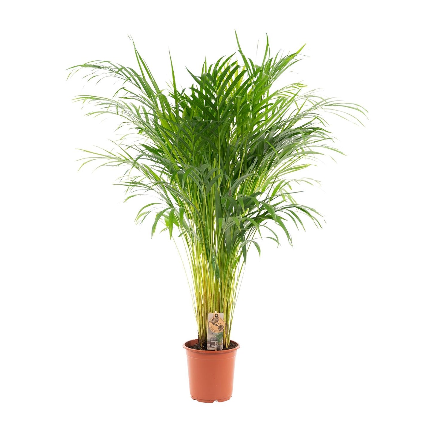 Areca palm - 110 cm - Forest Plants