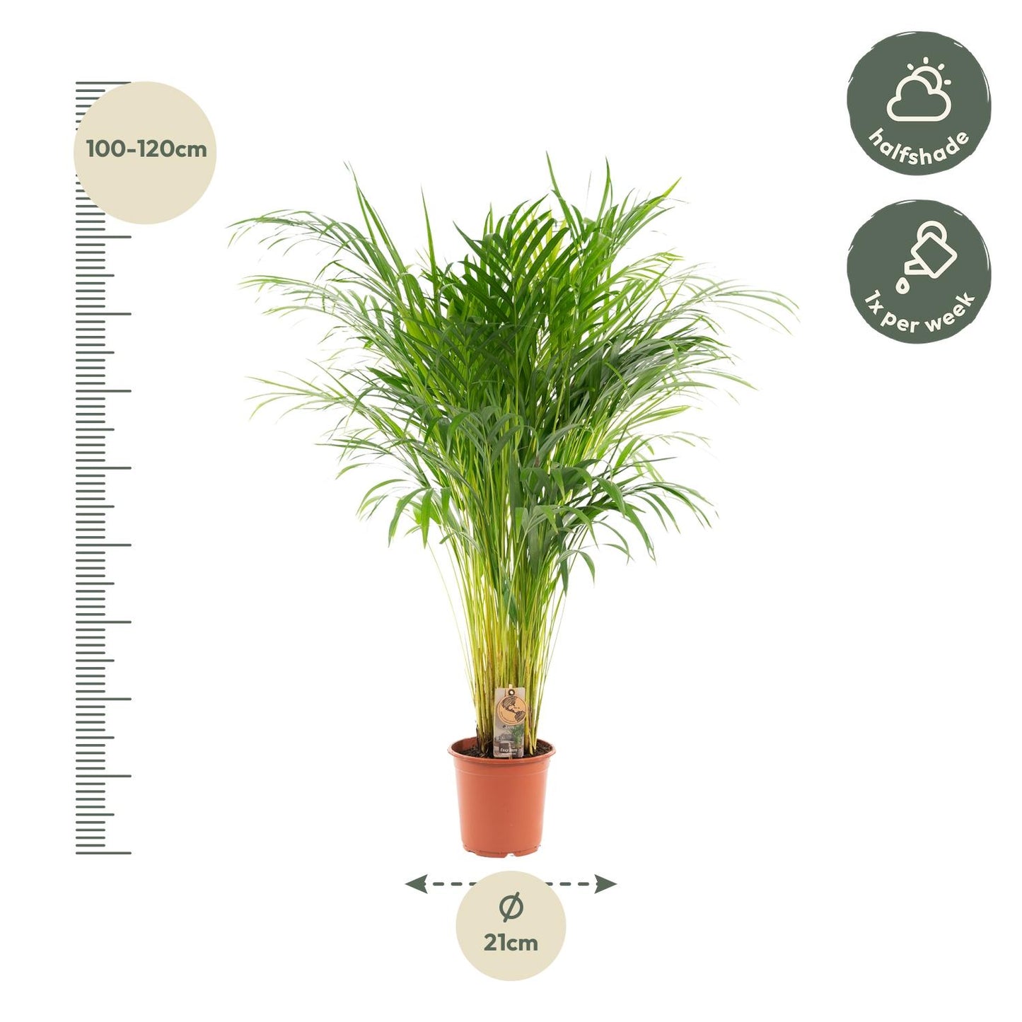 Areca palm - 110 cm - Forest Plants