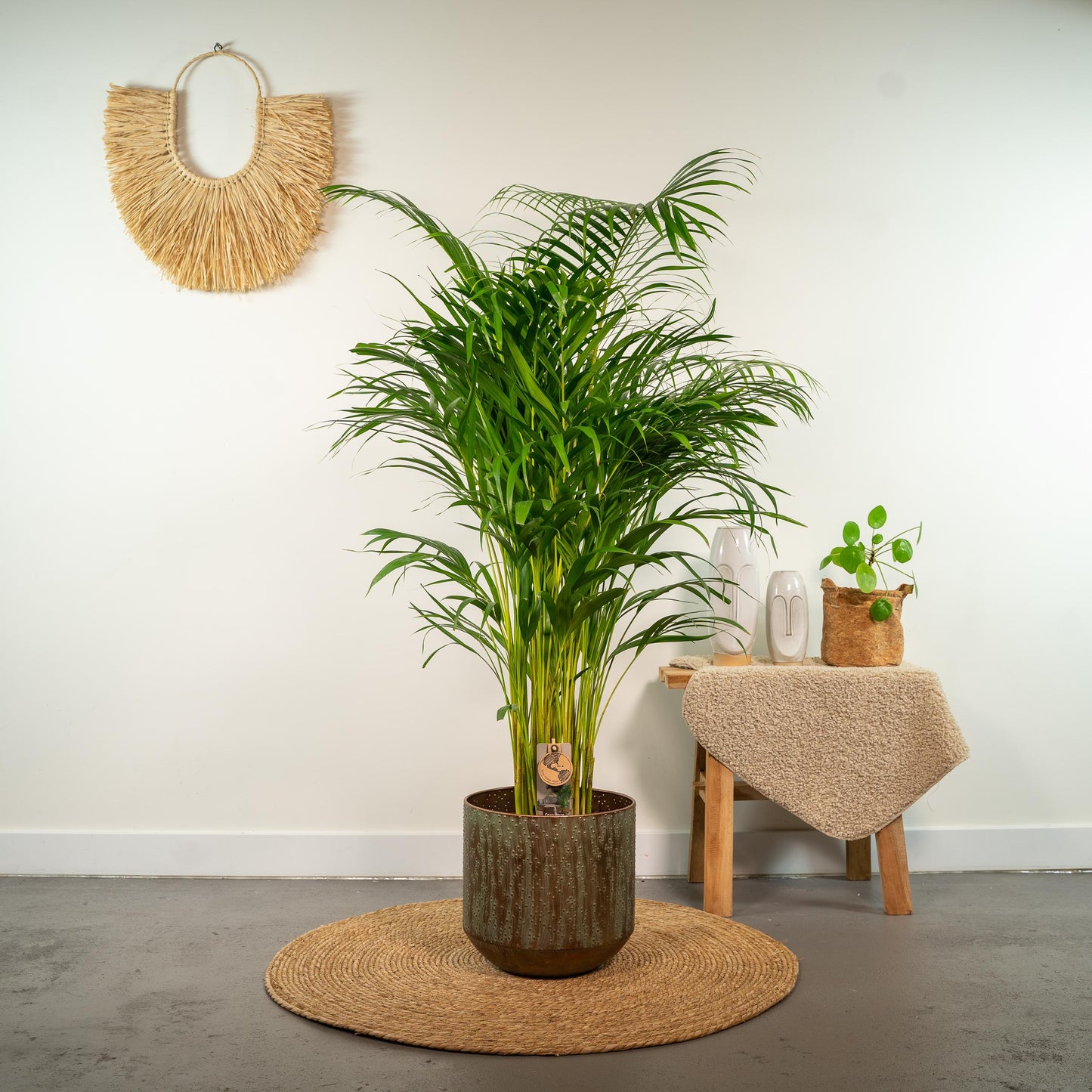 Areca palm - 130 cm - Forest Plants