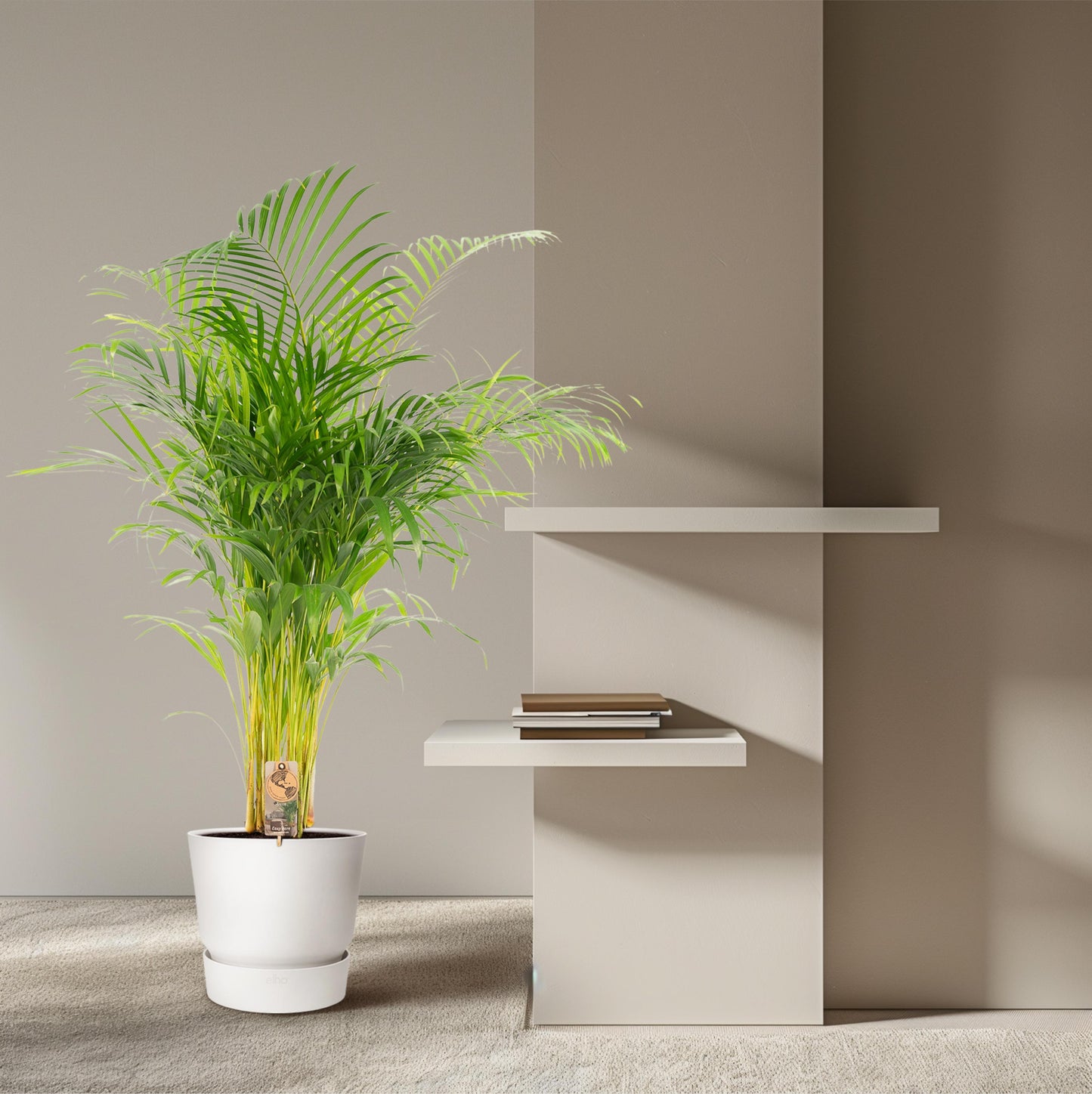 Areca palm - 130 cm - Forest Plants