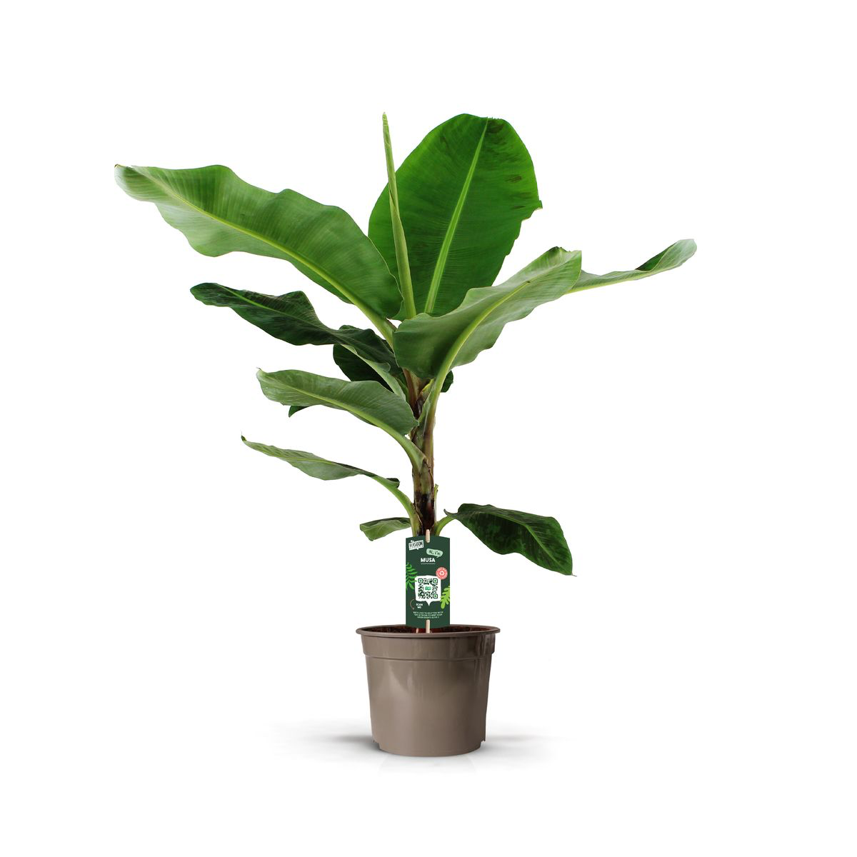 Bananenplant (Musa) - 150 cm