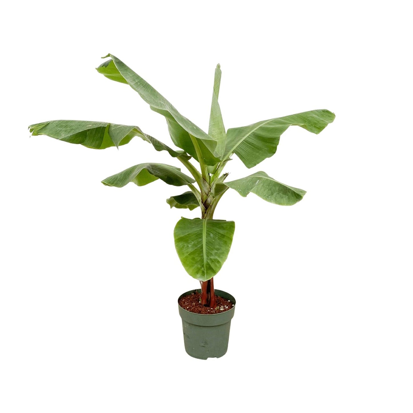 Bananenplant (Musa) - 170cm - Forest Plants