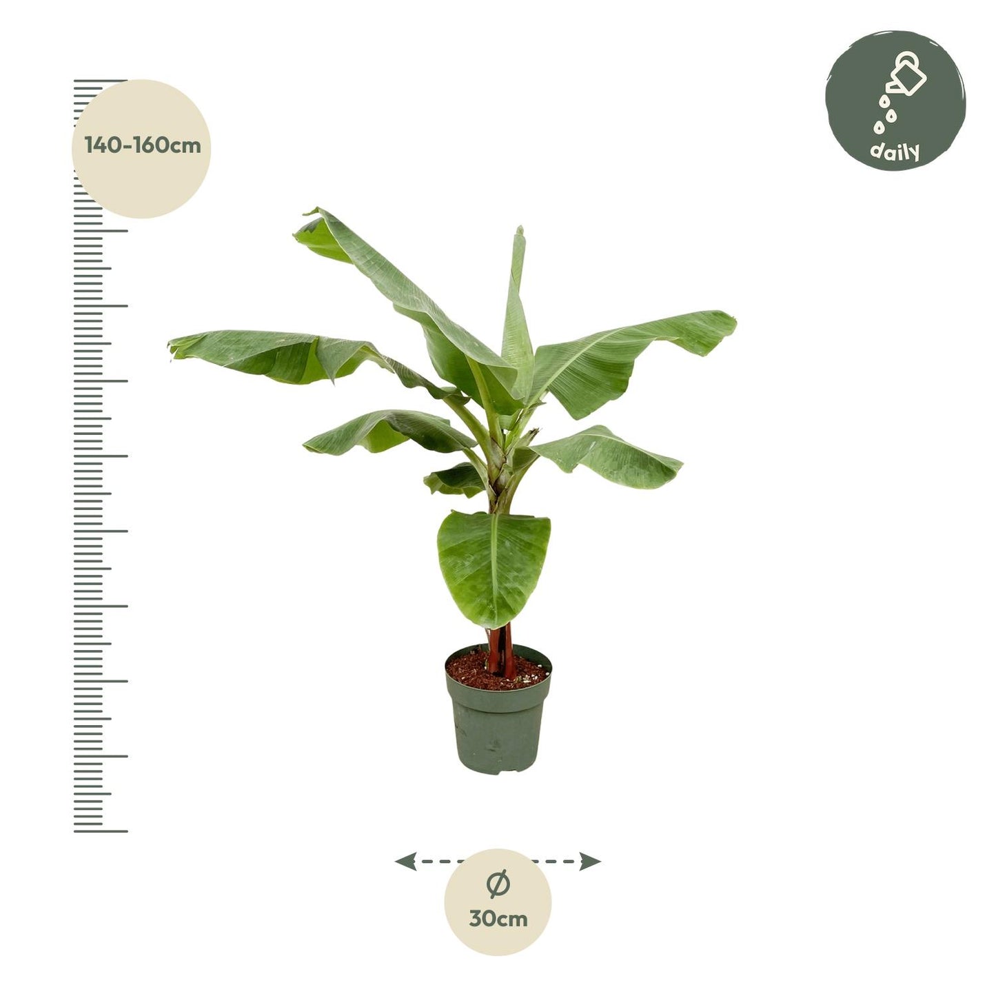 Bananenplant (Musa) - 170cm - Forest Plants