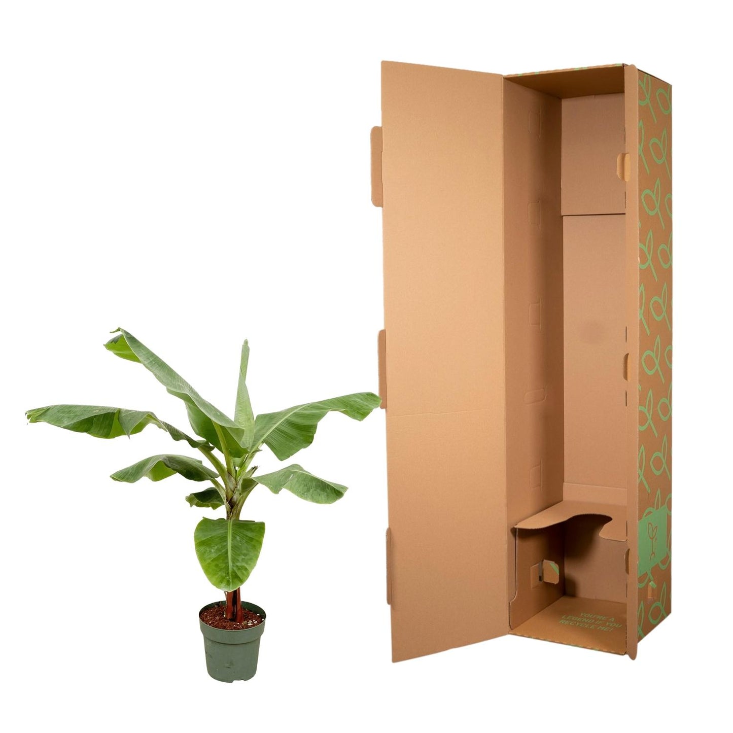 Bananenplant (Musa) - 170cm - Forest Plants