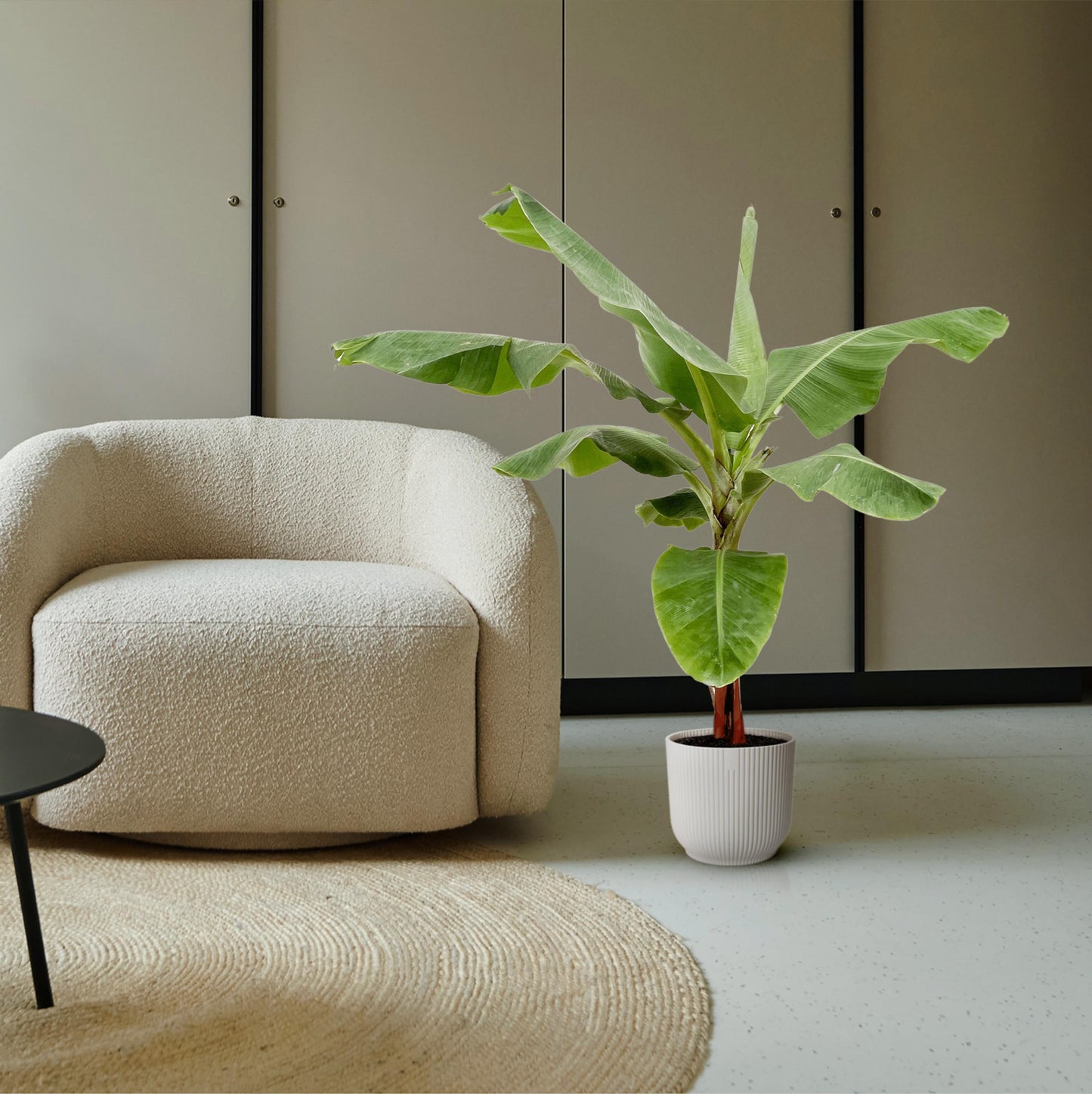 Bananenplant (Musa) - 170cm - Forest Plants