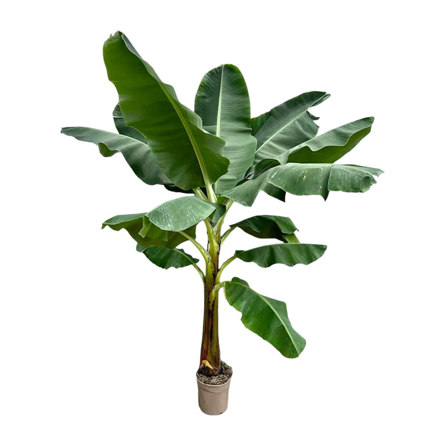 Bananenplant (Musa) - 250 cm - Forest Plants