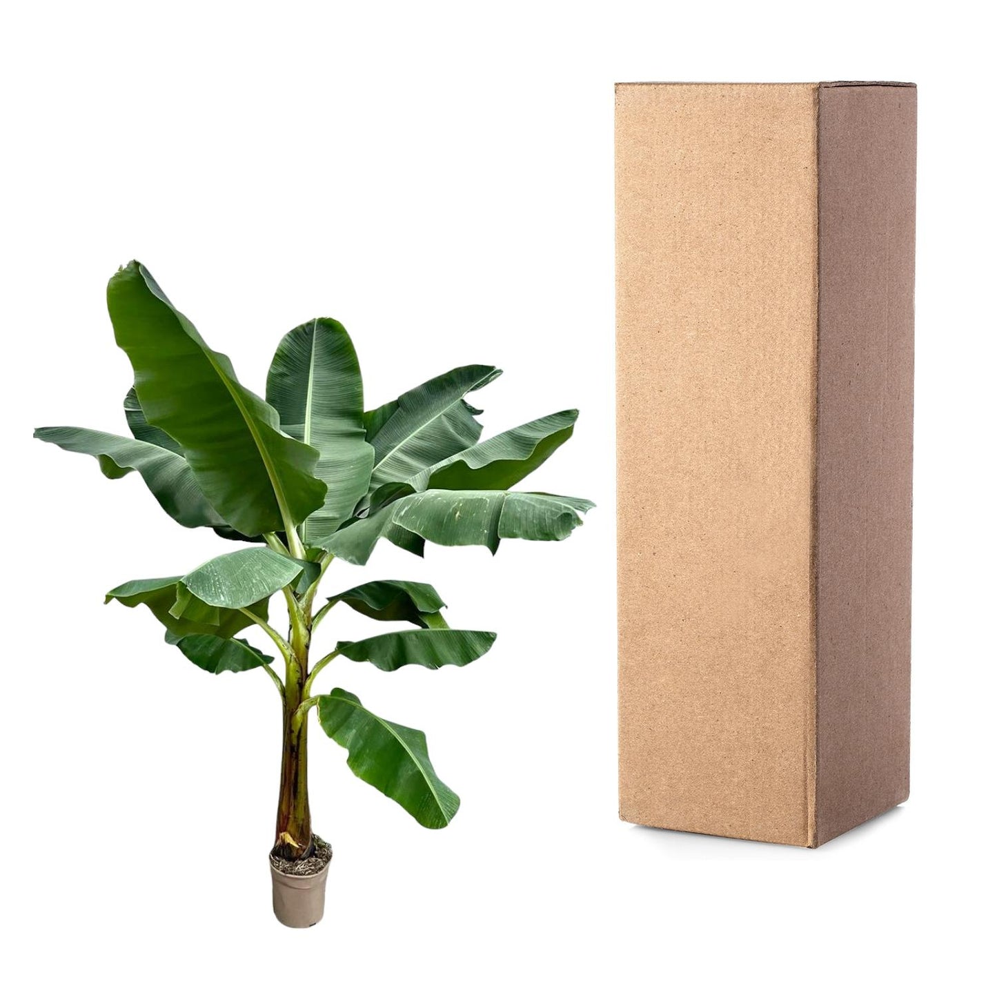 Bananenplant (Musa) - 250 cm - Forest Plants