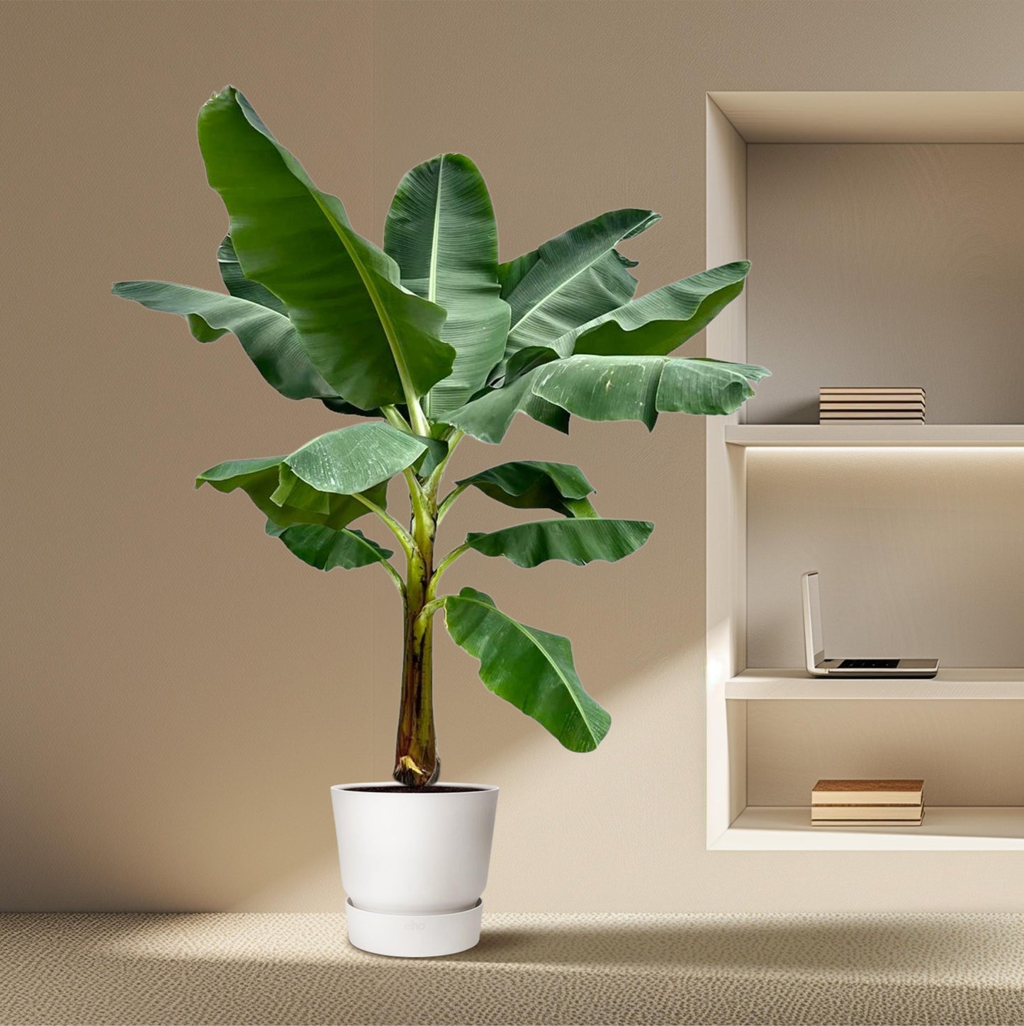 Bananenplant (Musa) - 250 cm - Forest Plants