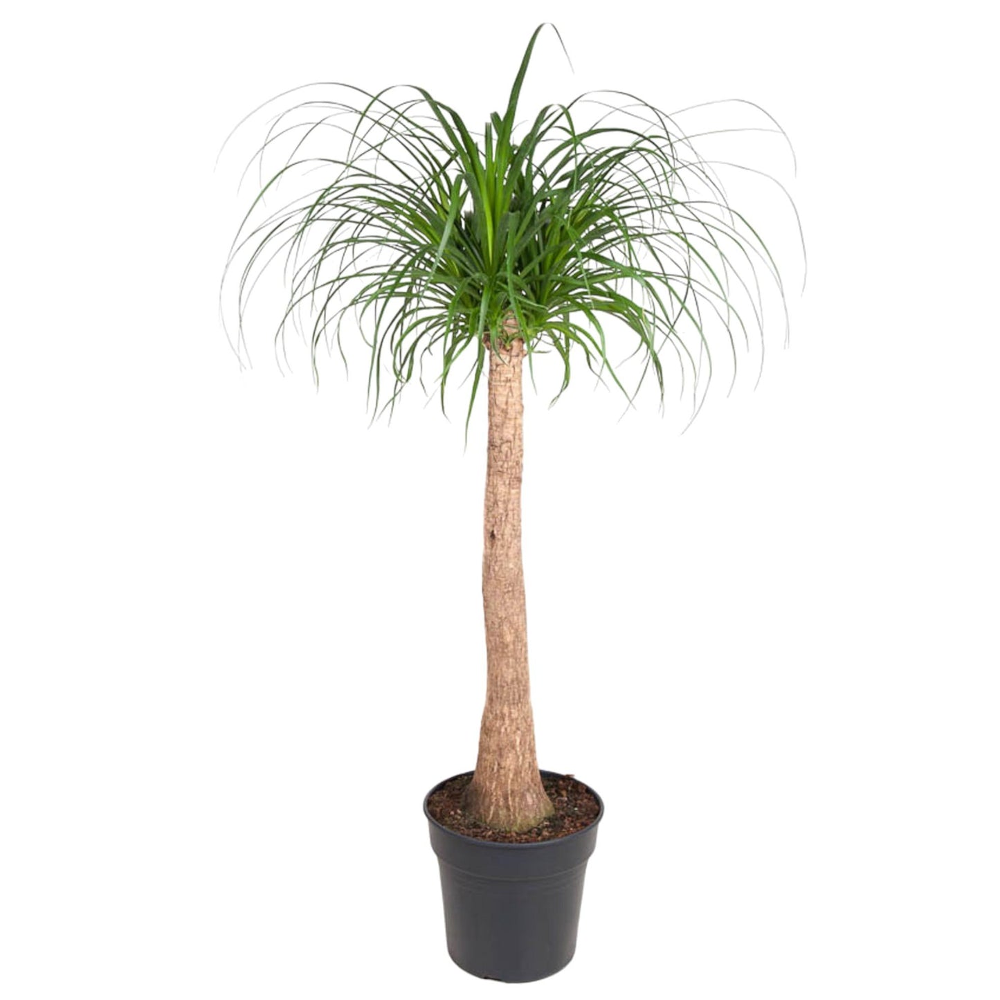 Beaucarnea stam - 120 cm - Forest Plants