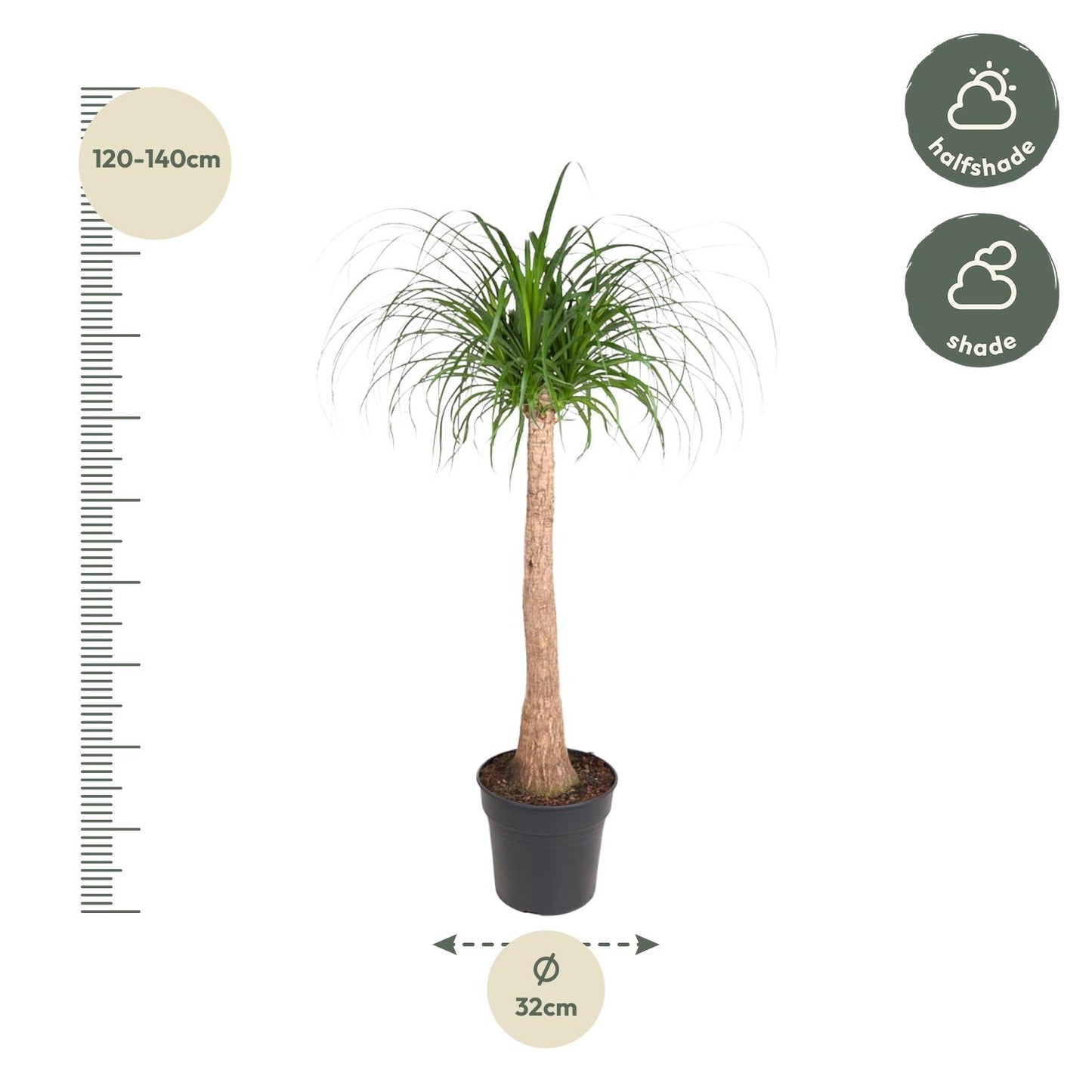 Beaucarnea stam - 120 cm - Forest Plants