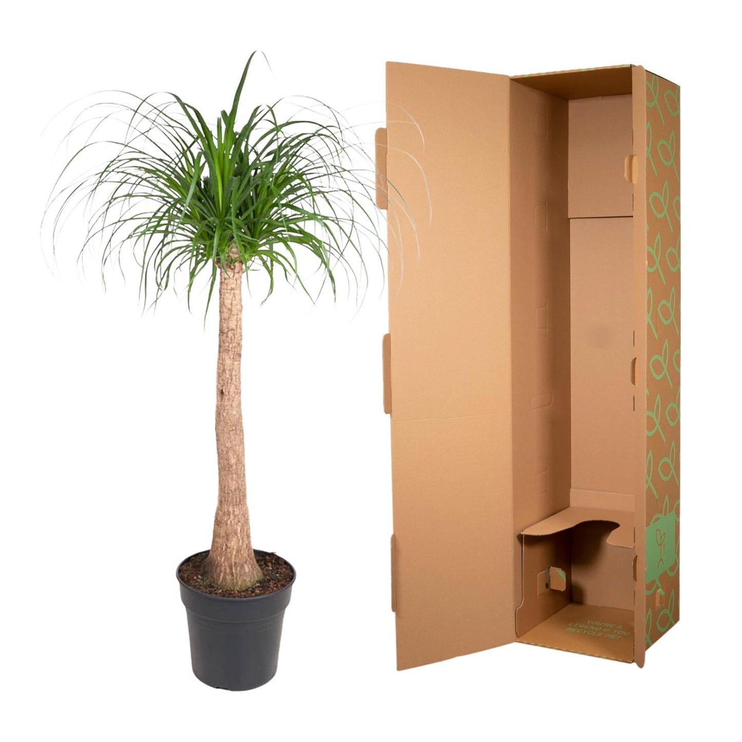 Beaucarnea stam - 120 cm - Forest Plants