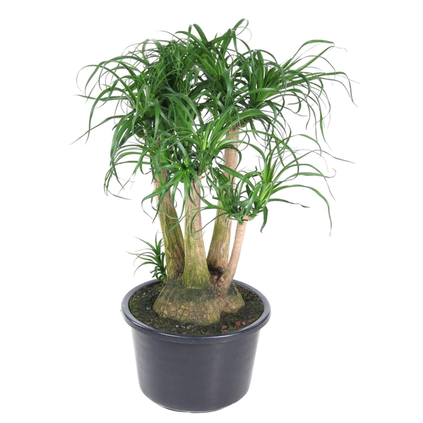 Beaucarnea vertakt - 110 cm - Forest Plants