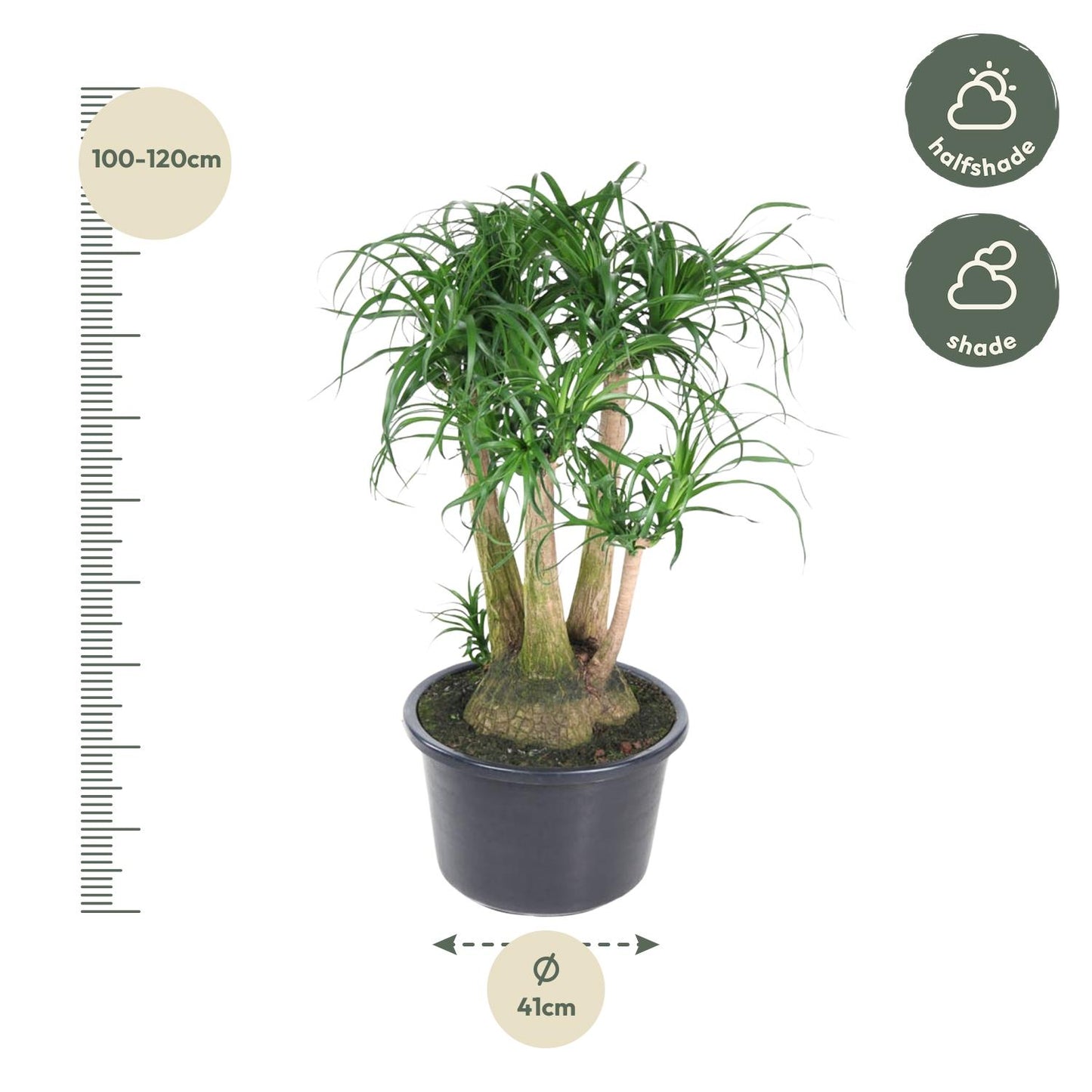 Beaucarnea vertakt - 110 cm - Forest Plants