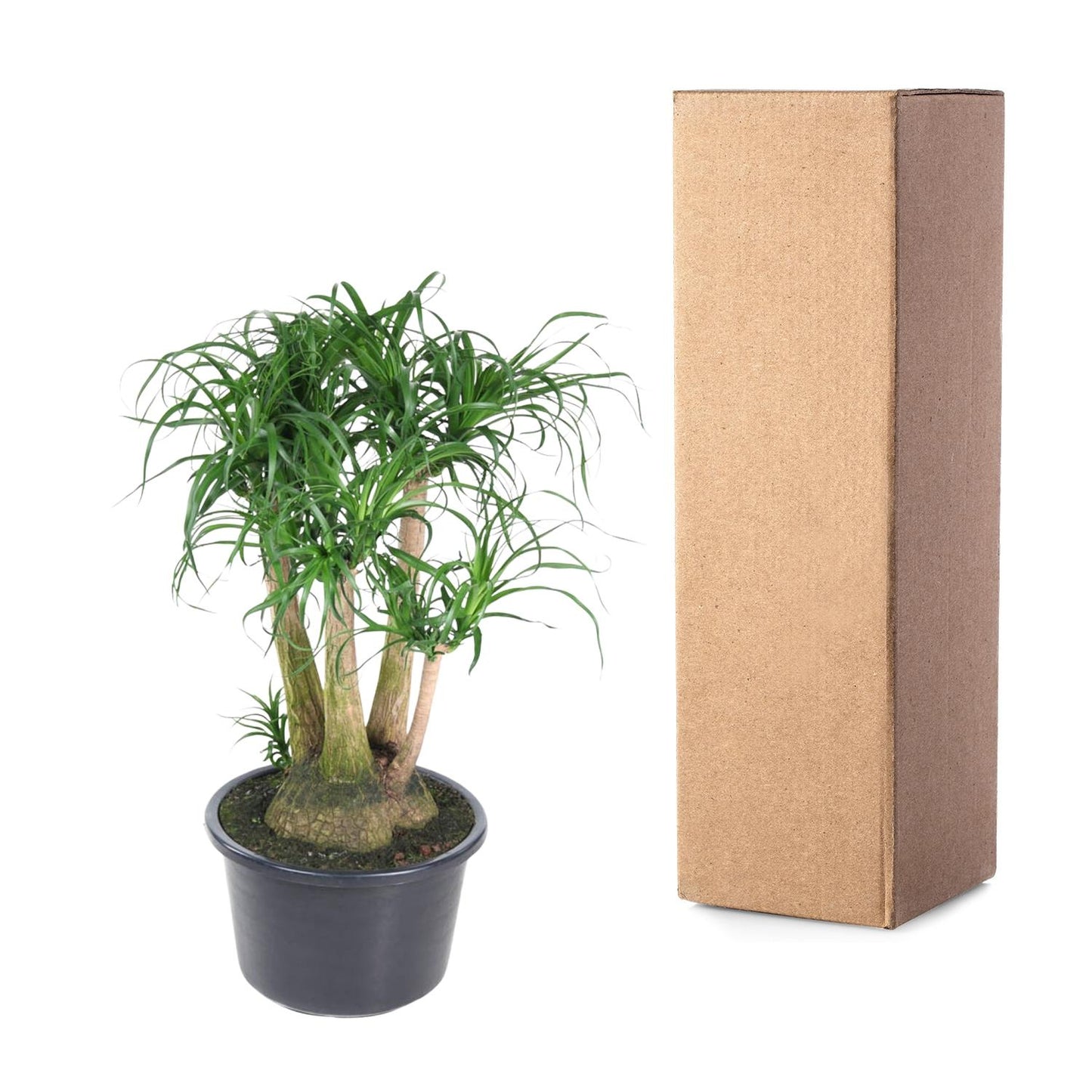 Beaucarnea vertakt - 110 cm - Forest Plants