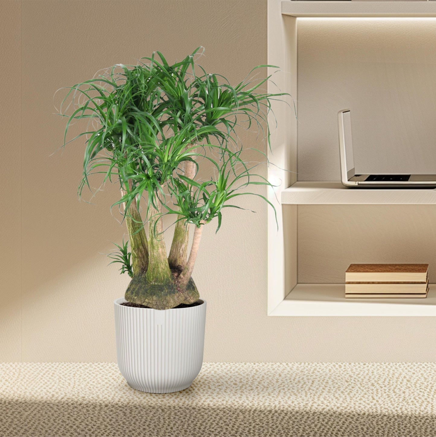 Beaucarnea vertakt - 110 cm - Forest Plants