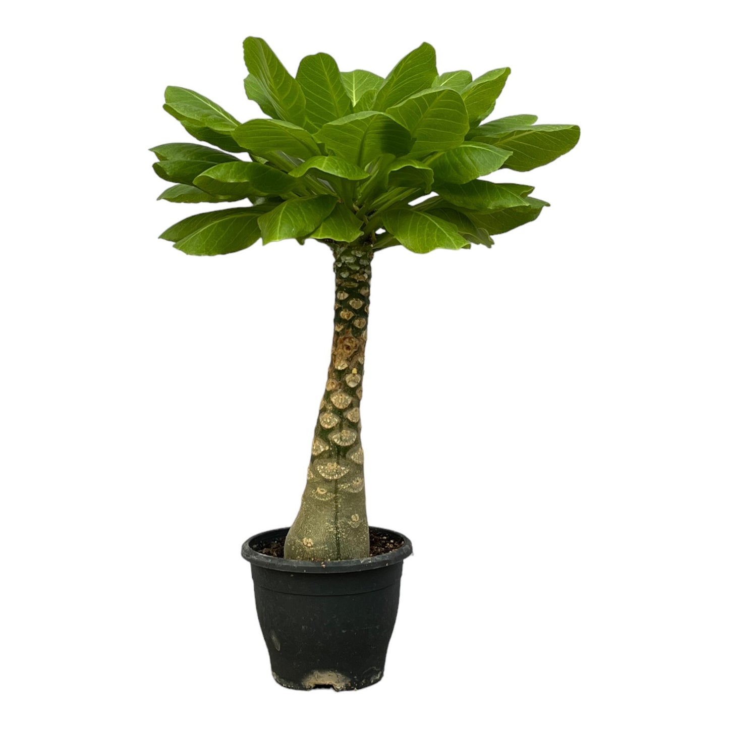 Brighamia Insignis - 25 cm