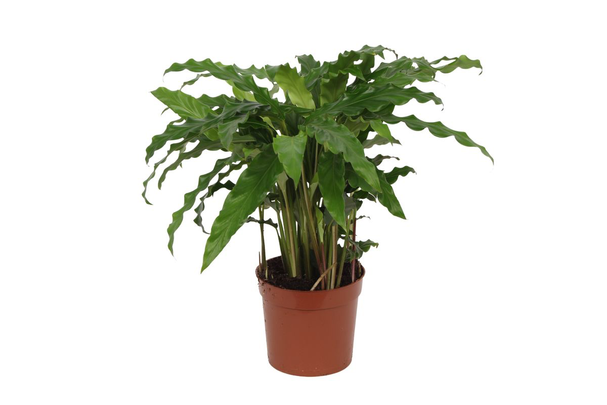 Calathea Bluegrass - 35 cm