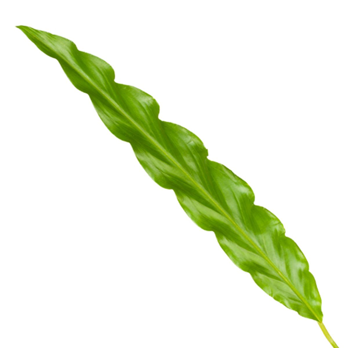 Calathea Bluegrass - 35 cm