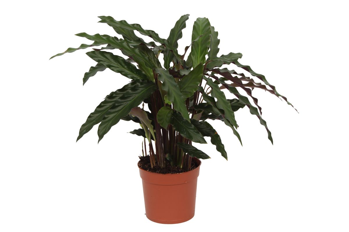 Calathea Elgergrass - 35 cm