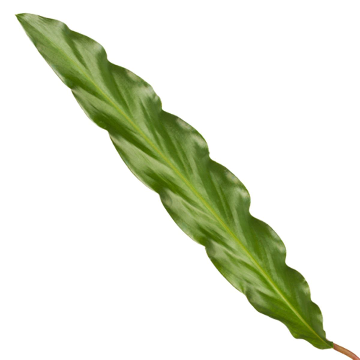 Calathea Elgergrass - 35 cm