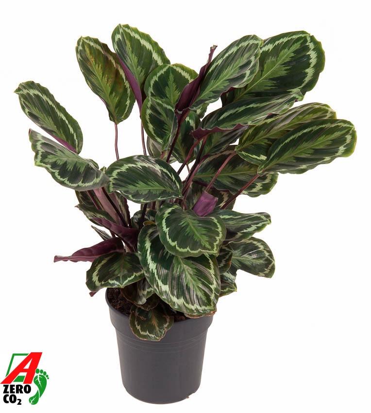 Calathea Medallion - 80 cm