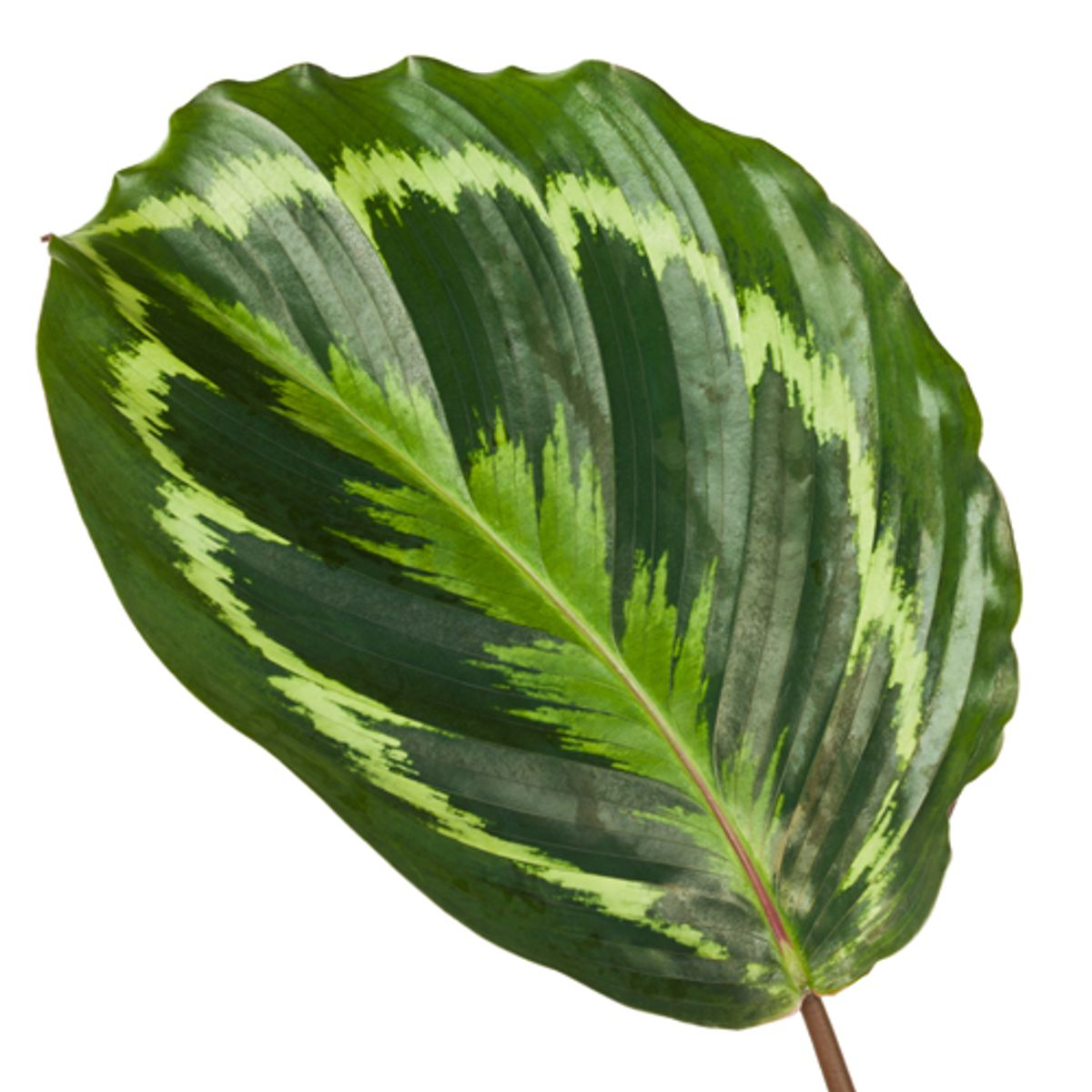 Calathea Medallion - 80 cm