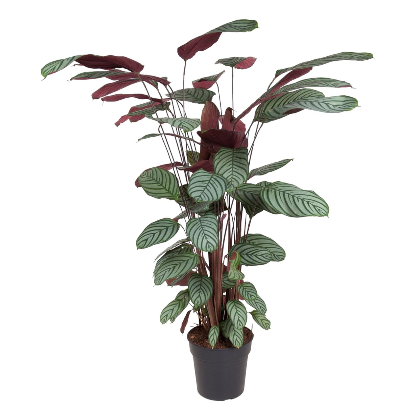 Calathea Oppenheimiana - 130 cm - Forest Plants