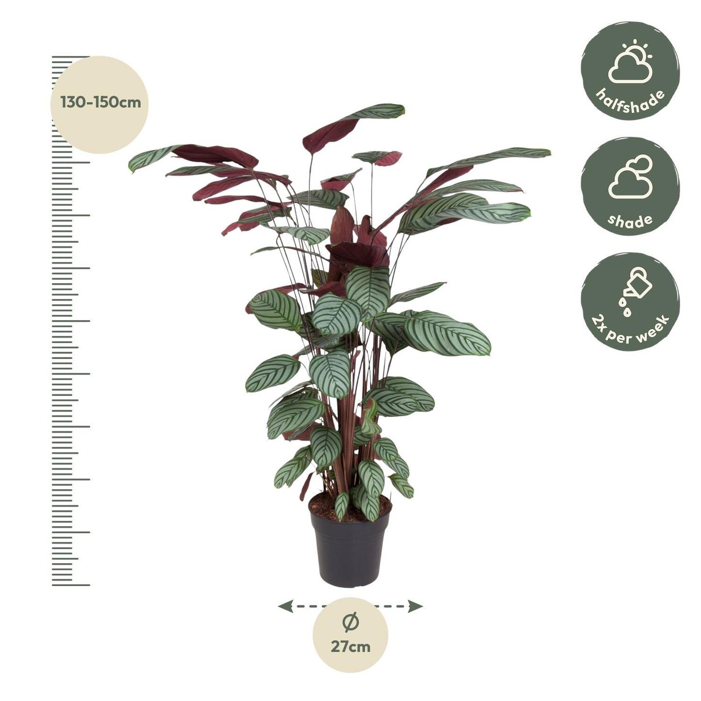 Calathea Oppenheimiana - 130 cm - Forest Plants