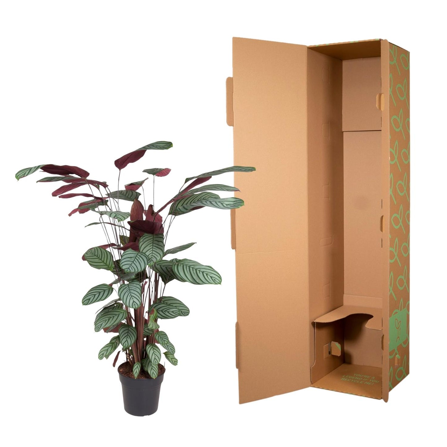 Calathea Oppenheimiana - 130 cm - Forest Plants