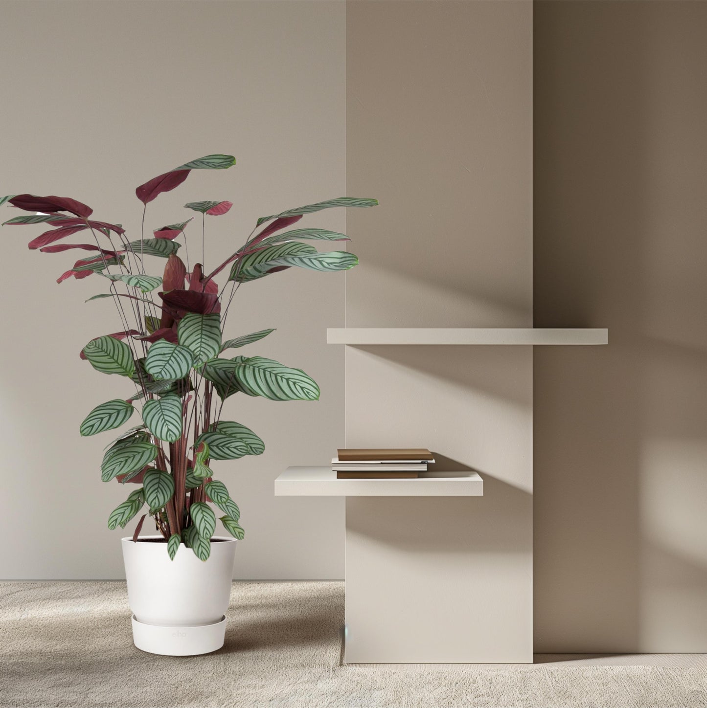 Calathea Oppenheimiana - 130 cm - Forest Plants