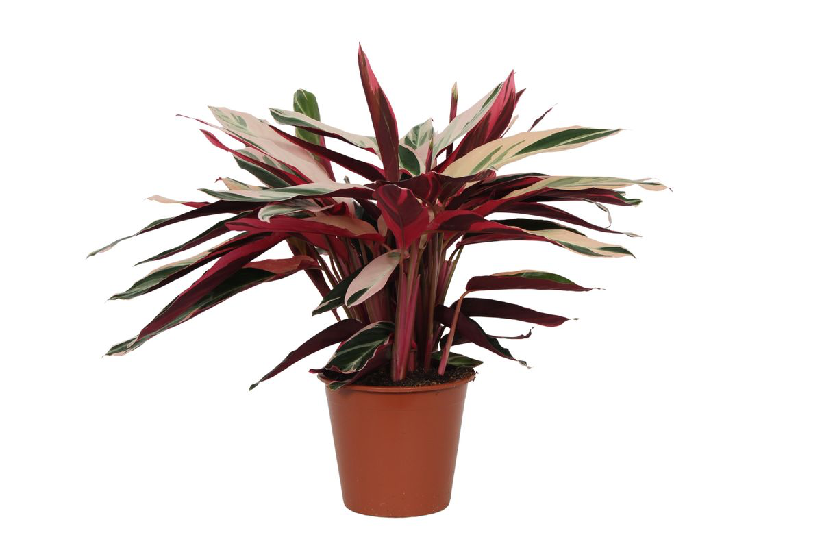 Calathea Triostar (Stromanthe) - 80 cm