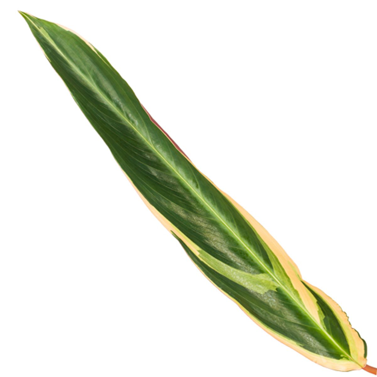 Calathea Triostar (Stromanthe) - 80 cm
