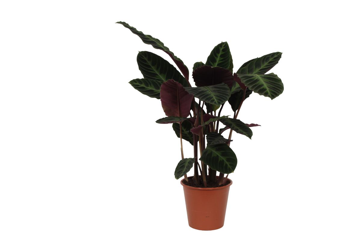 Calathea Warscewiczii - 100 cm